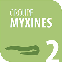 Myxines